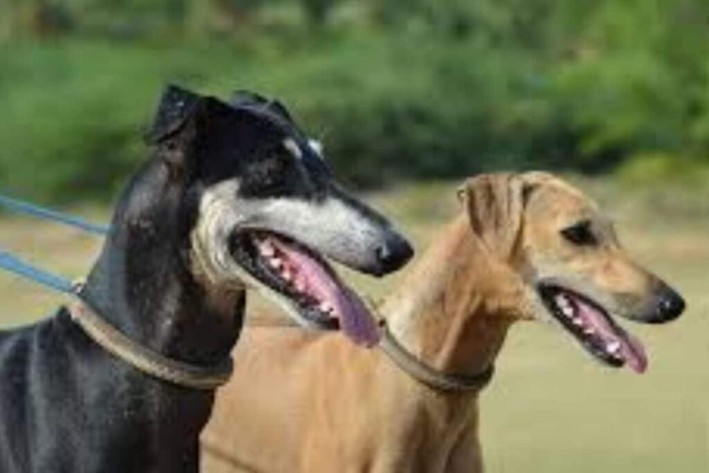 Bengaluru Woman Left With 50+ Stitches After Brutal Pet Dog Attack On Morning Walk