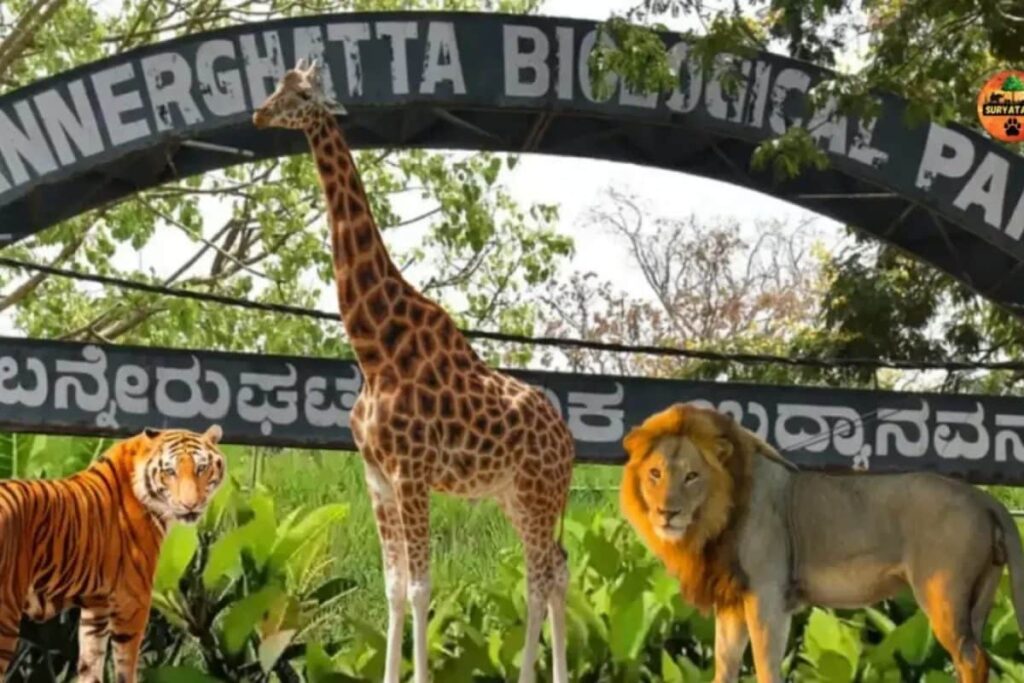 Bengaluru's Bannerghatta National Park Faces Aravalli-Like Threat To Its Eco-Sensitive Zone