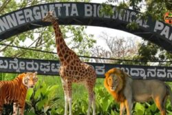 Bengaluru's Bannerghatta National Park Faces Aravalli-Like Threat To Its Eco-Sensitive Zone