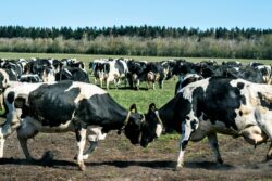 Bullish On Cow Science, MP Govt Spent Rs 3.5 Cr On Research: Now Probe Flags ‘Inflated Costs’