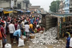 Bihar: Class 7 Student Killed In Road Accident, Bystanders Loot Fish From Truck