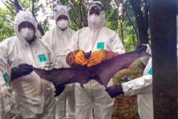 Nipah Virus Outbreak: All About The Disease With No Cure As Asian Airports Tighten Screening