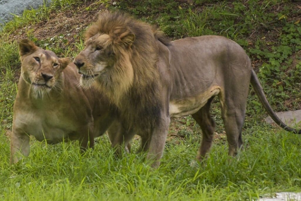 Big Roar For Conservation: Asiatic Lion Numbers Rise To 891 From 674 In Five Years