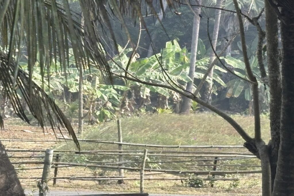 Bamboo Barriers, Real Risks: What News18 Found At Unfenced Bengal-Bangladesh Border