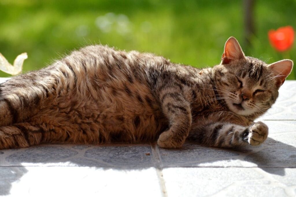 Pregnant Cat Allegedly Kidnapped, Sold To Breeders In Bengaluru: 9 Booked