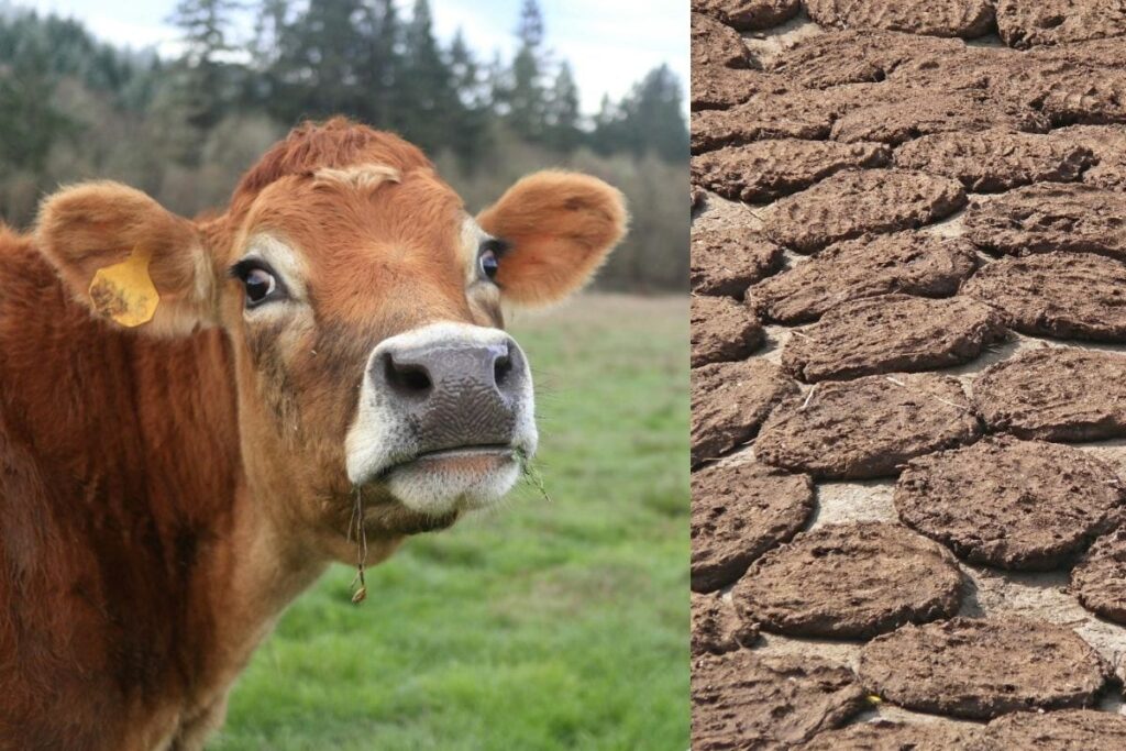 Cow Dung From Karnataka In High Demand Abroad, Market Touches Rs 6700 Crore