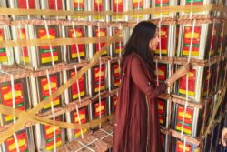 6,000 Litres Of Adulterated Mustard Oil Seized In UP: How To Check Purity? What Are The Red Flags?