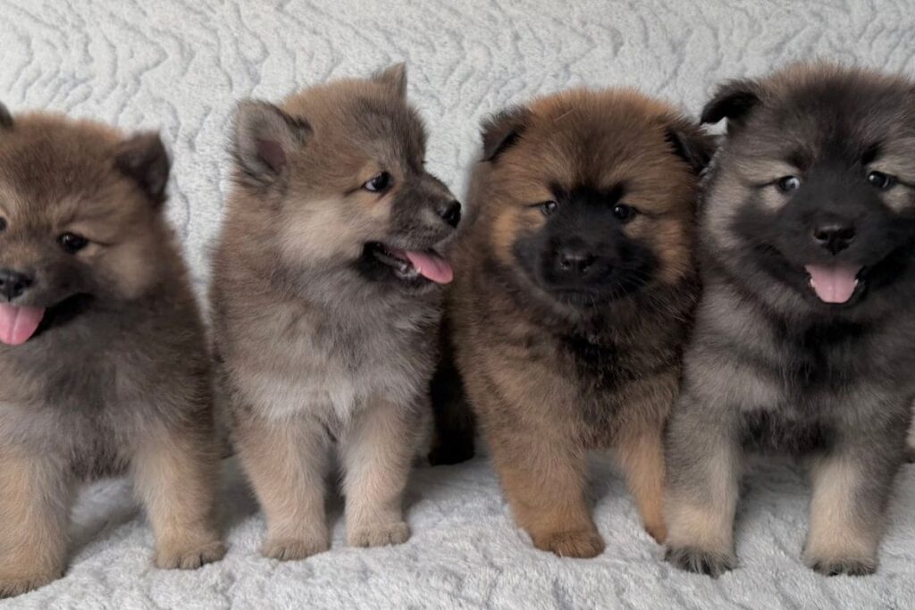 3 Dogs Cap, Mandatory Microchips, Breed Curbs: New Pet Rules For Bengaluru