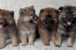 3 Dogs Cap, Mandatory Microchips, Breed Curbs: New Pet Rules For Bengaluru