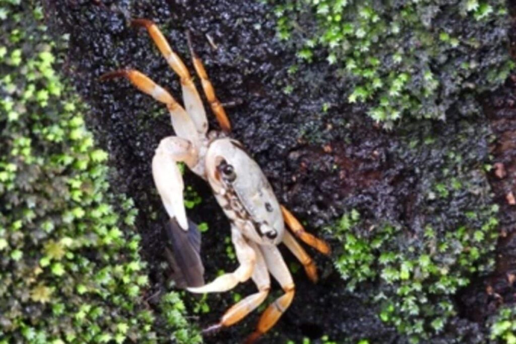 Meet The Tricolour Crab: New Species Discovered In Karnataka Forests