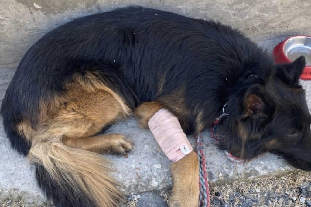 Hero On Four Paws: Army Dog Tyson Takes First Bullet In Kishtwar Anti-Terror Operation