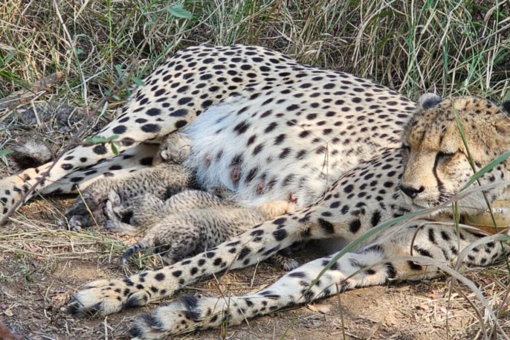 'A Roaring New Chapter': South African Cheetah Gives Birth To 3 Cubs At Kuno National Park | Video