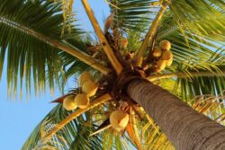 Why Sitharaman’s Betting Big On Coconuts In Budget 2026? Dive Into Magic Of South’s Curries & North’s Laddoo Crunch