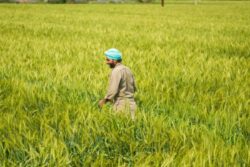 AI Boost For Farmers: Govt Set To Launch Bharat-VISTAAR To Transform Farm Support Tomorrow