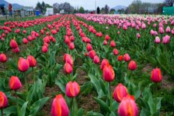 J-K LG Manoj Sinha Orders Reopening Of 14 Tourist Sites Shut After Pahalgam Terror Attack