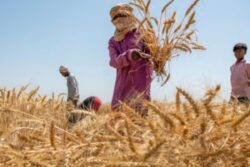 'The Usual Stance': Govt Source On Agri, Dairy Sectors In India-US Trade Deal Amid Debate