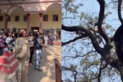 Tangled In Kite String For 24 Hours, Bird Rescued After Daring Tree Climb In UP’s Lakhimpur | Watch