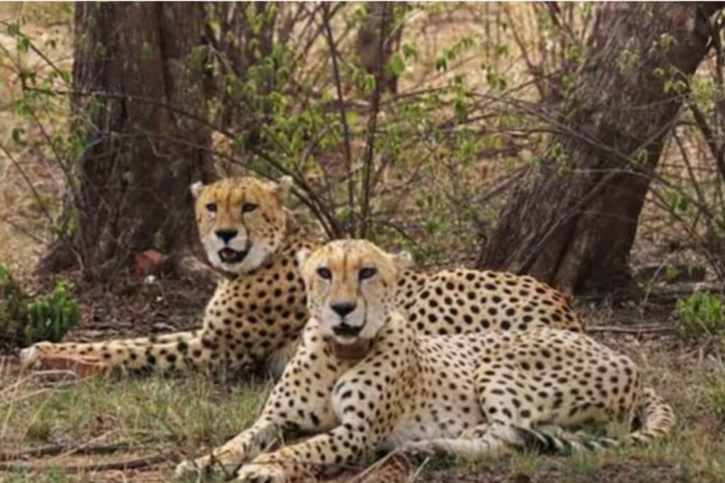 Nine Cheetahs From Botswana Arrive At MP's Kuno National Park, India's Tally Rises To 48