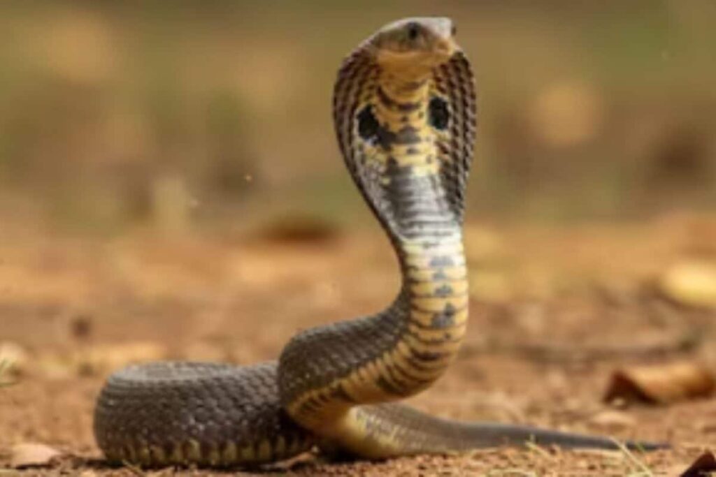Not A 'Naagin': UP Woman Faked 'Mythical Serpent Transformation' To Elope With Lover