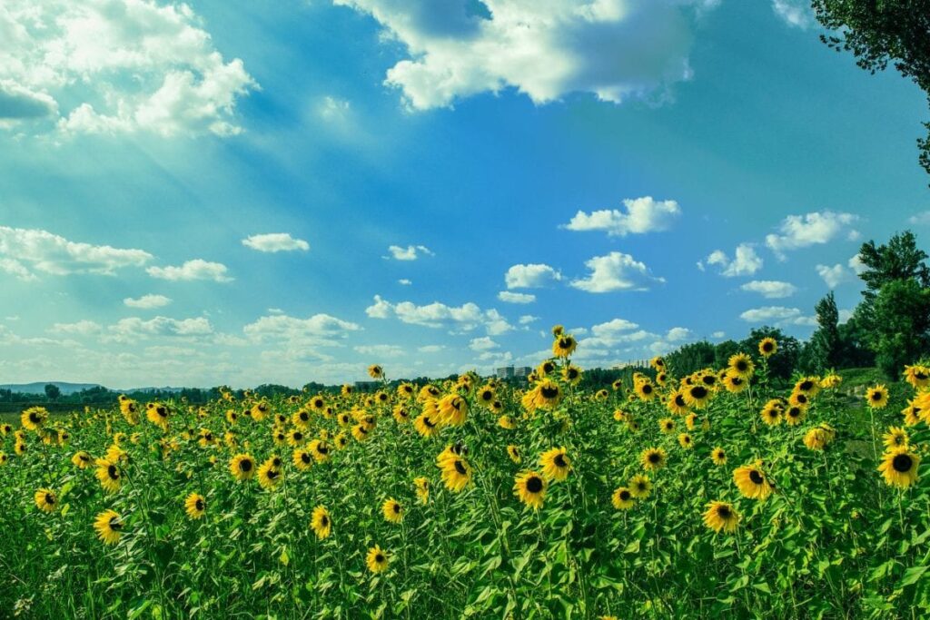 Bengaluru Weather: IMD Flags Rising Temperatures, Hot Days Ahead