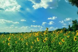 Bengaluru Weather: IMD Flags Rising Temperatures, Hot Days Ahead