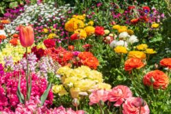 Love Gardening? These 7 Gorgeous Five-Petal Flowers Grow Easily In Indian Climates