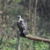 Historic First For Northeast: 10 Critically Endangered Vultures Reintroduced In Assam—6 Captive-Bred