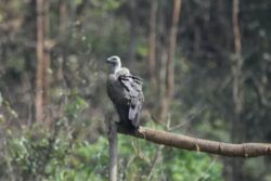 Historic First For Northeast: 10 Critically Endangered Vultures Reintroduced In Assam—6 Captive-Bred