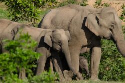 Fed Up With Elephant Menace, Karnataka MLA Turns To Ganesha Temple For Help