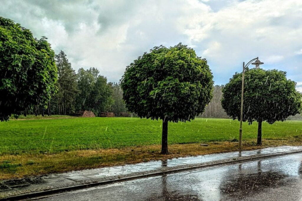 Clear Mornings, Rainy Evenings? IMD Forecasts Weather Shift In Bengaluru