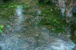 Bengaluru On Rain Alert: IMD Warns Of Heavy Showers, Thunderstorms