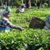 'Chāy' In Conflict: Why Assam Orthodox Tea Exporters Are Worried About Iran's Favourite Comfort Drink