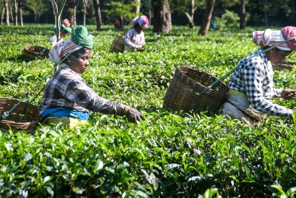 'Chāy' In Conflict: Why Assam Orthodox Tea Exporters Are Worried About Iran's Favourite Comfort Drink