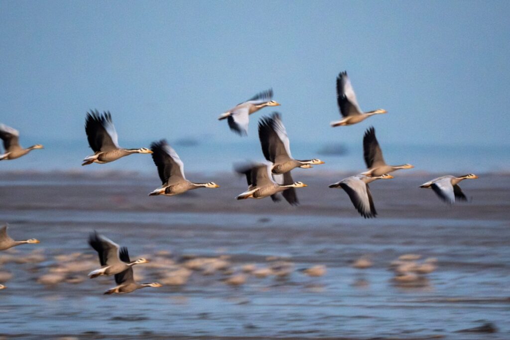 Flamingo Wetlands In Crisis: Centre Seeks Urgent Report From Maharashtra
