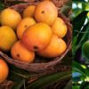 Weeks Before Harvest, Mango Faces Market Shifts And Weather Shock: What Next?