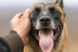 Argument Over Pet Dog Urinating Turns Into Fight At Bengaluru Housing Complex