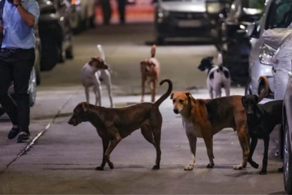 Startup Founder Lauds Bengaluru's Healthcare After Dog Bite: 'Couldn't Find Vaccine In US'