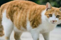 Hyderabad Doctor Dies By Suicide After Family Fights Over Cat's Adoption