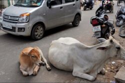Missing Spittoons, Stray Cows & Unpainted Canteens: How Jan Vishwas Bill 2026 Is Ending 'Absurd' Laws