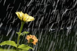 Bengaluru Weather Update: Rain Likely Along With Sunshine, Says IMD