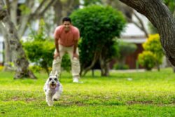 Dogs Don’t Just Remember You: Here’s How Their Memory Really Works