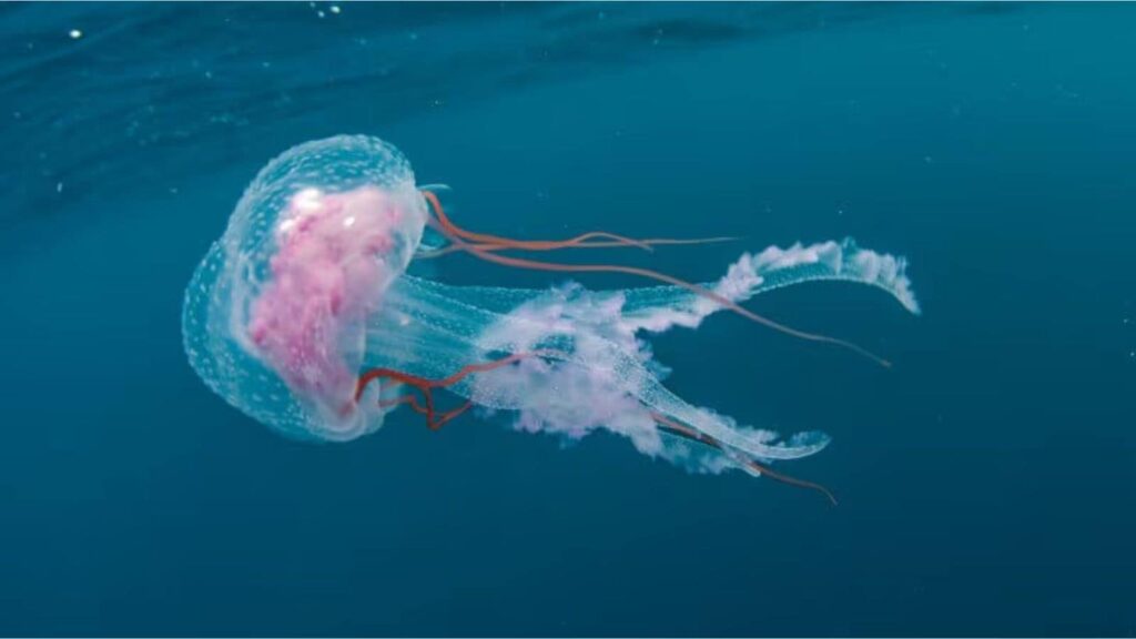 A Forgotten Jar Led To The Discovery Of A Jellyfish That ‘Never Dies’