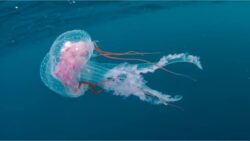 A Forgotten Jar Led To The Discovery Of A Jellyfish That ‘Never Dies’