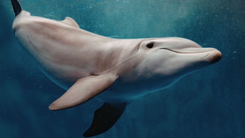 Dolphins Get High On Pufferfish And Pass Them Around In Groups