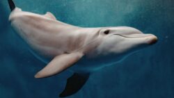 Dolphins Get High On Pufferfish And Pass Them Around In Groups
