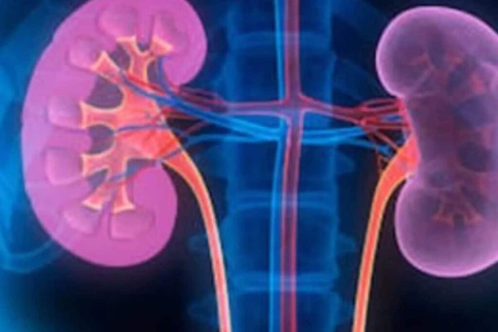 The Telegram Trap: How Kanpur’s Organ Mafia Used Encrypted Chats To Source Kidneys
