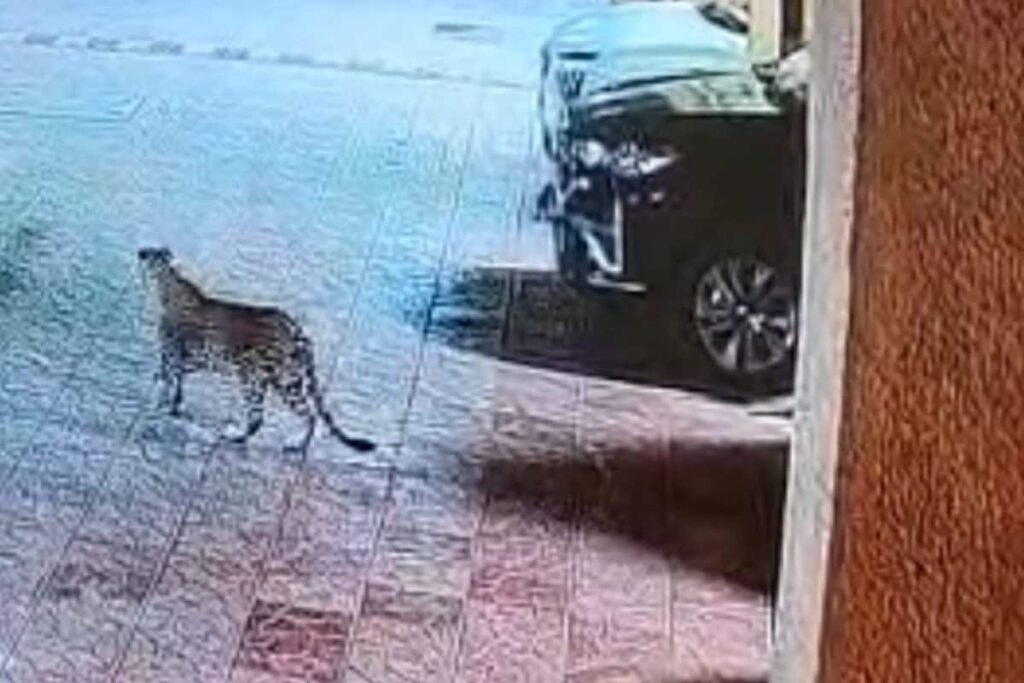Leopard Spotted Inside Residential Society In Malad East, Residents Panic | Video