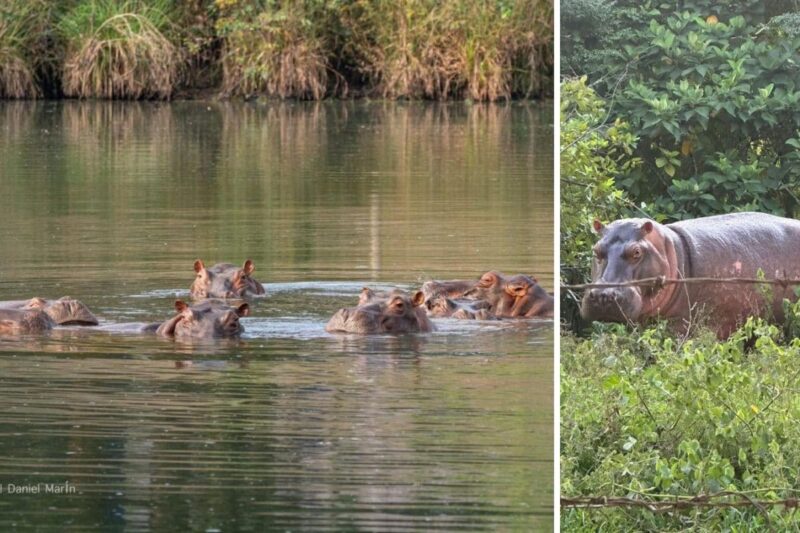 Anant Ambani Urges Colombia To Save 80 Hippos From Death, Offers Lifelong Home At Vantara