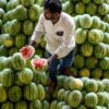 Watermelon Is Selling For Rs 5 Per KG. The Reason Will Make You Think Twice Before Buying