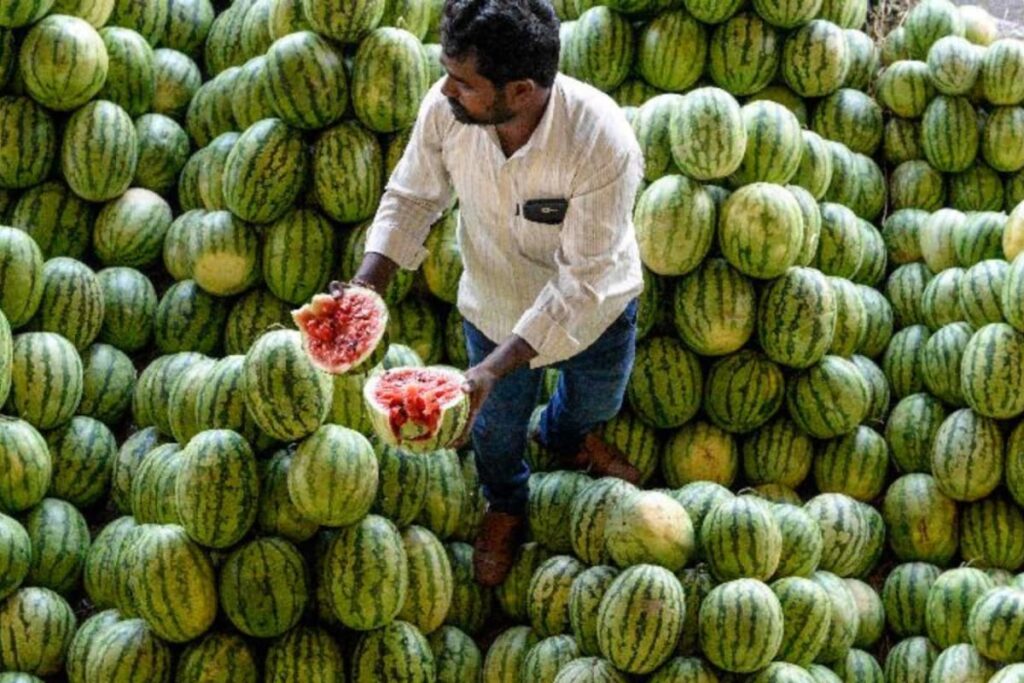 Watermelon Is Selling For Rs 5 Per KG. The Reason Will Make You Think Twice Before Buying